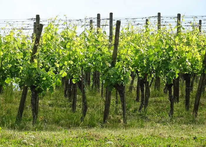 Am Fohrenberg * Meersburg